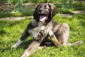 килтикс с какого возраста. petmed istock 000040051884 large 11. килтикс с какого возраста фото. килтикс с какого возраста-petmed istock 000040051884 large 11. картинка килтикс с какого возраста. картинка petmed istock 000040051884 large 11. СОСТАВ И ФОРМА ВЫПУСКА
