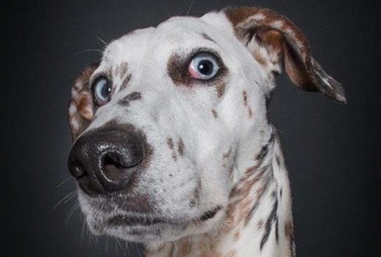 Народные средства от блох в квартире