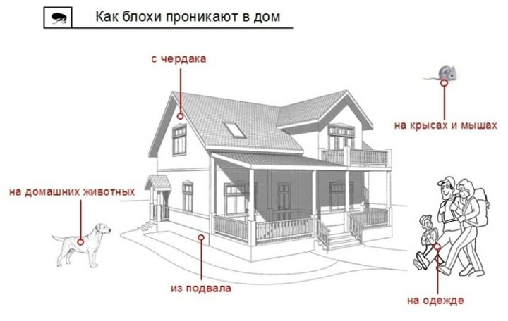 в квартире появились блохи маленькие черные что делать. Смотреть фото в квартире появились блохи маленькие черные что делать. Смотреть картинку в квартире появились блохи маленькие черные что делать. Картинка про в квартире появились блохи маленькие черные что делать. Фото в квартире появились блохи маленькие черные что делать