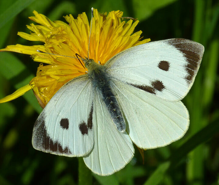 Картинка бабочка капустница на белом фоне