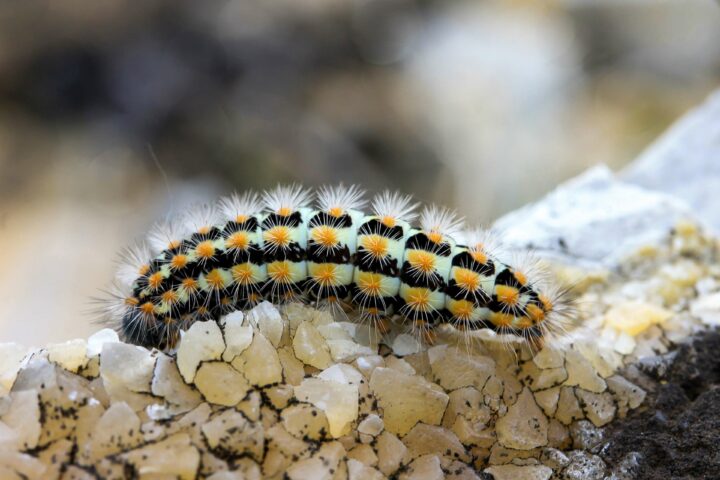 3100761 animal blur caterpillar close up colors daylight hairy insect invertebrate outdoors stones wild wildlife worm1