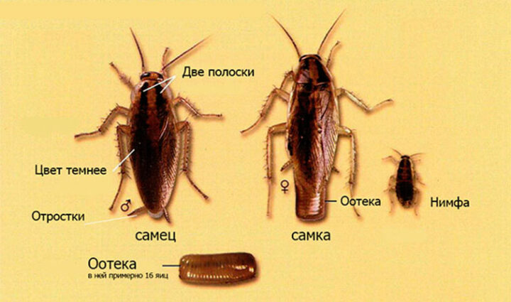 Фото тараканов домашних в квартире