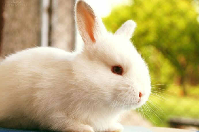 Блохи у кроликов для промышленного разведения и декоративных