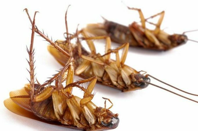 Дезинсекция от тараканов в квартире и службы по борьбе с насекомыми