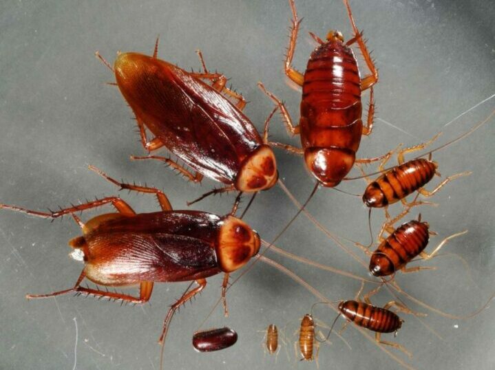 Рыжий жук похожий на таракана фото