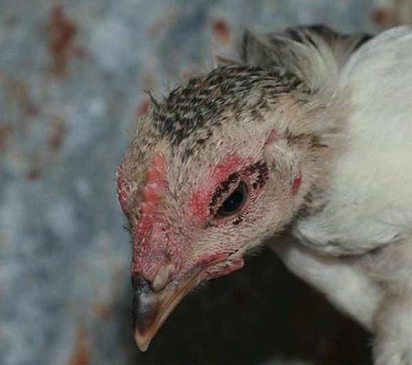 Зараженная птица