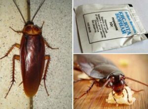 Рецепт от тараканов с борной кислотой и другими ингредиентами