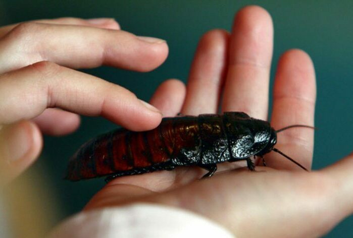 Самые большие тараканы в мире фото и названия