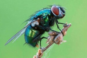 чем питается серая мясная муха. Смотреть фото чем питается серая мясная муха. Смотреть картинку чем питается серая мясная муха. Картинка про чем питается серая мясная муха. Фото чем питается серая мясная муха
