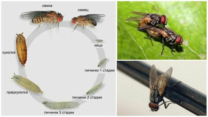 какое развитие у мухи