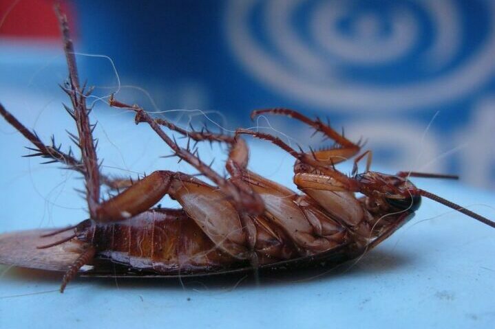  отрава от тараканов: какую и как применять