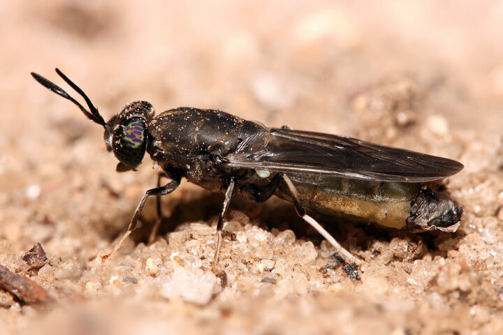 Личинка мухи черной львинки фото и описание