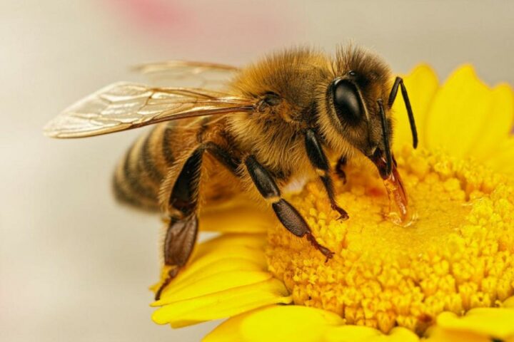 Вред или польза продуктов пчеловодства thumbnail