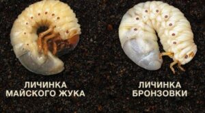 Чем питаются личинки бронзовки. Смотреть фото Чем питаются личинки бронзовки. Смотреть картинку Чем питаются личинки бронзовки. Картинка про Чем питаются личинки бронзовки. Фото Чем питаются личинки бронзовки