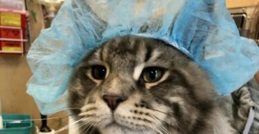 Поход к ветеринару