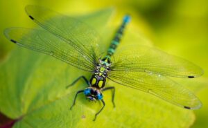 Как зимуют стрекозы в россии. female dragonfly1. Как зимуют стрекозы в россии фото. Как зимуют стрекозы в россии-female dragonfly1. картинка Как зимуют стрекозы в россии. картинка female dragonfly1