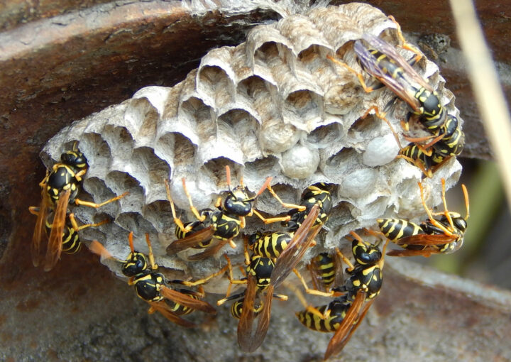 какое жало у пчелы и осы