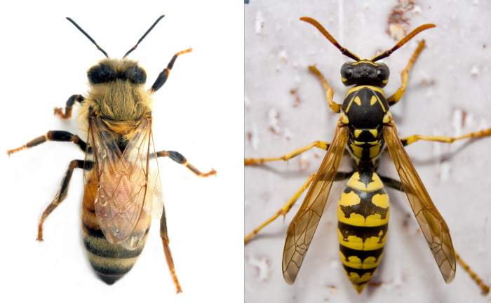 Пчела и оса отличия фото различие