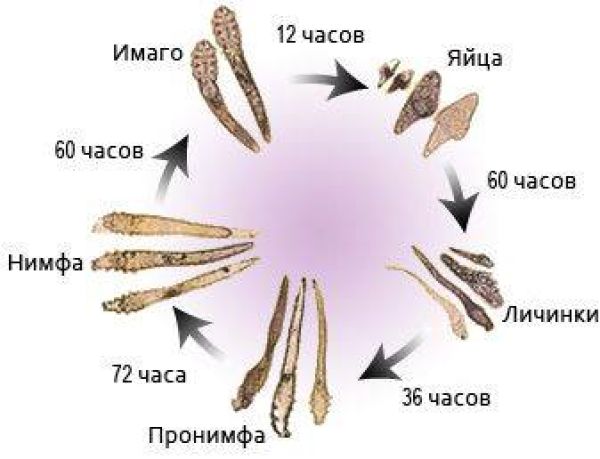 Клещ демодекс лечение схема на ресницах