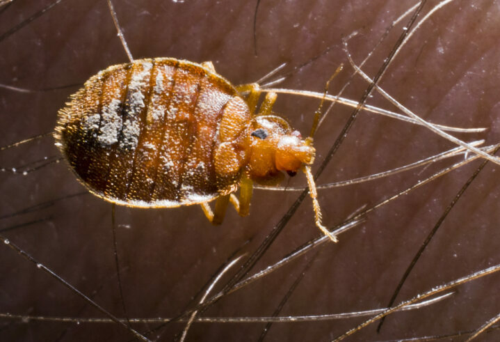 Чем опасны клопы и какие заболевания они переносят