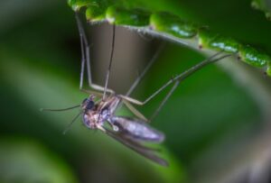 Комары: виды и где они водятся