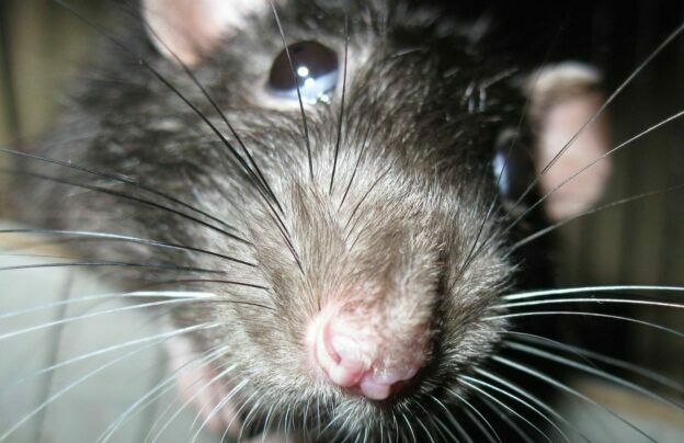 Дератизация: что это такое и как она проводится