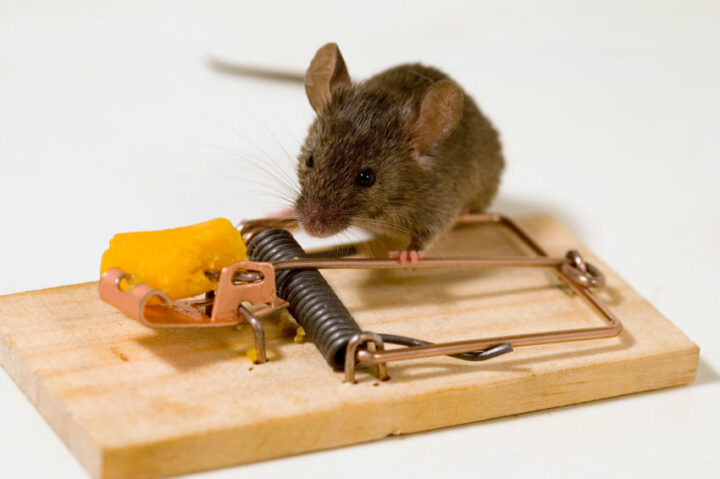Что использовать в качестве приманки для мышей?