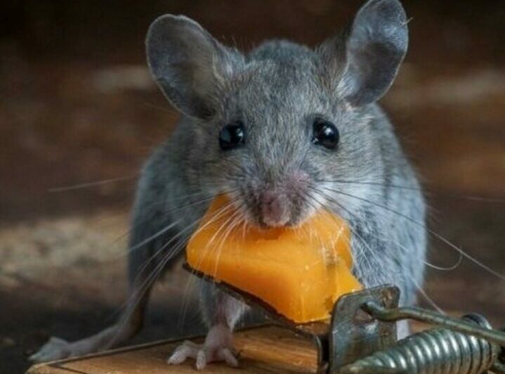 Средство от крыс и мышей в частном доме и других помниях