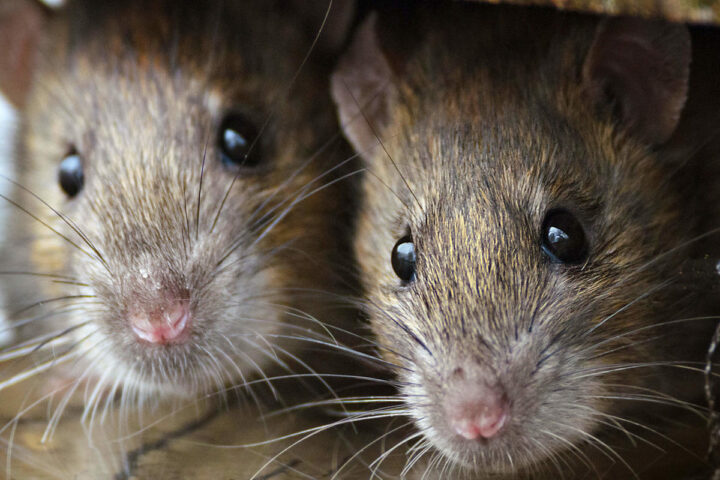 Как ловить мышей без мышеловки в домашних условиях