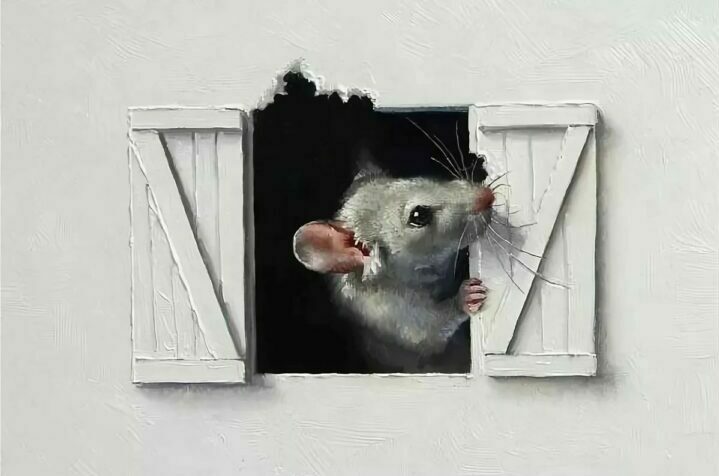 Мыши в стенах дома, почему скребутся и как от них избавиться