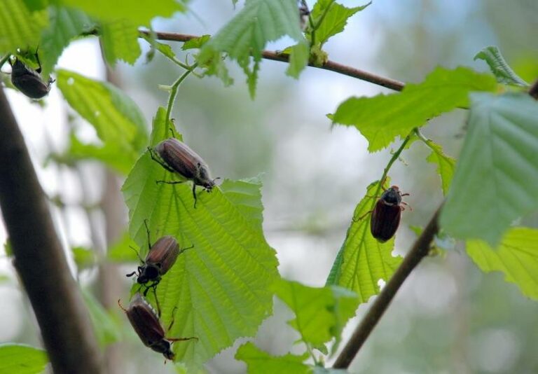 Личинки майских жуков фото как бороться