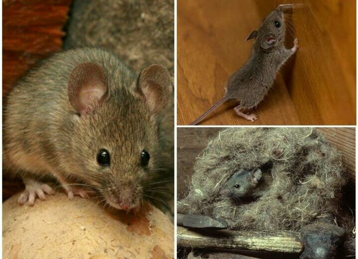 Дом с мышами: что делать и как с ними бороться