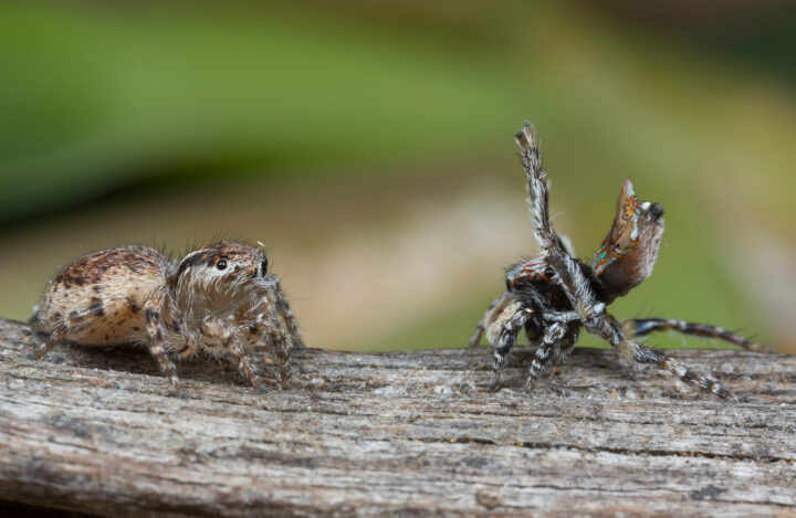 как понять что паук беременный. peacock spiders picture of the day 3 16501. как понять что паук беременный фото. как понять что паук беременный-peacock spiders picture of the day 3 16501. картинка как понять что паук беременный. картинка peacock spiders picture of the day 3 16501.