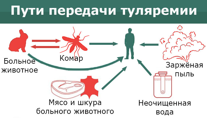 Прививка от туляремии: что это такое и возможные побочные реакции