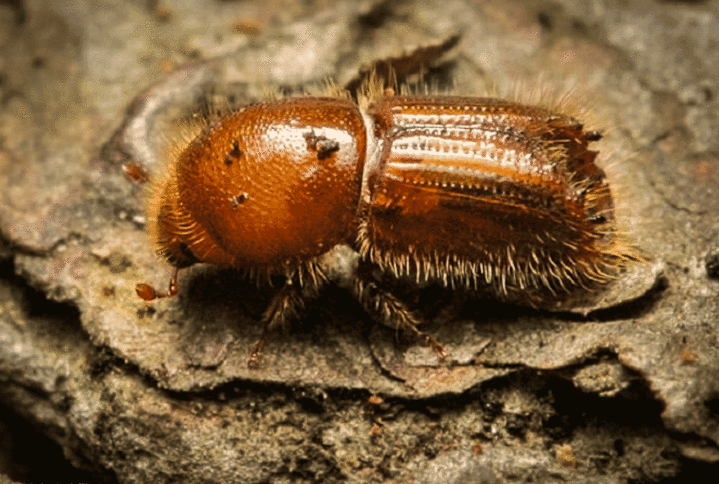 Древесный жук: его виды и другие вредители древесины