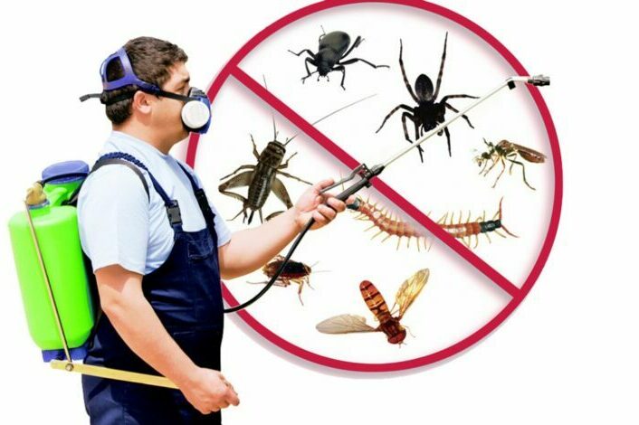 Что такое дезинсекция, на что направлена и методы проведения