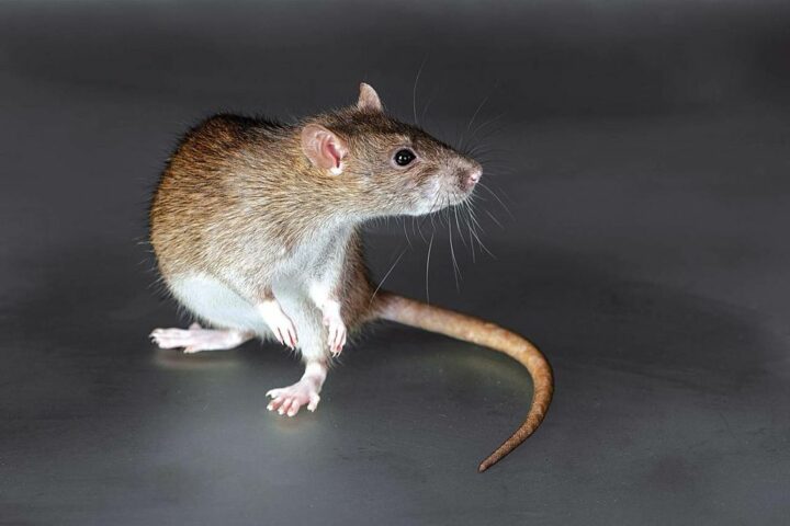  отрава для крыс и мышей