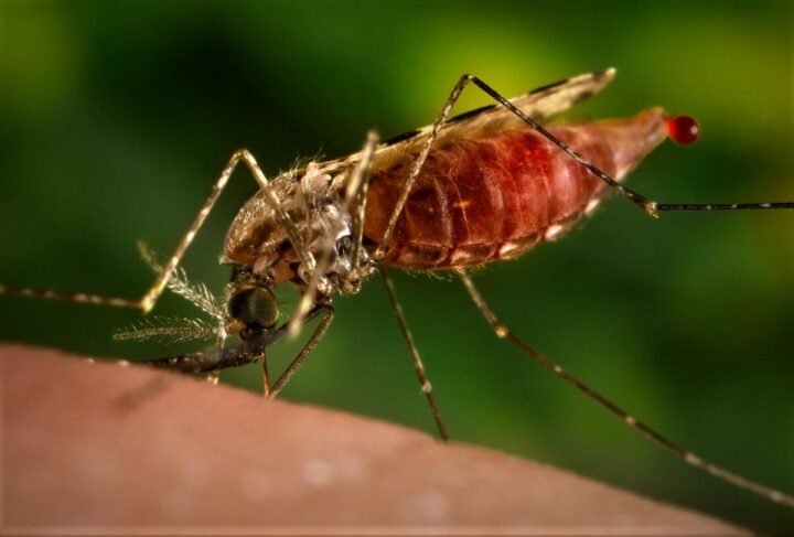 Малярийный комар