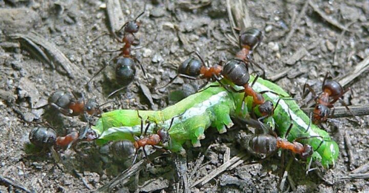 Картинки что едят муравьи