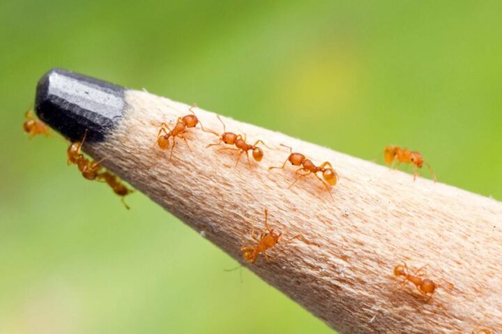 Меры по предотвращению появления муравьев