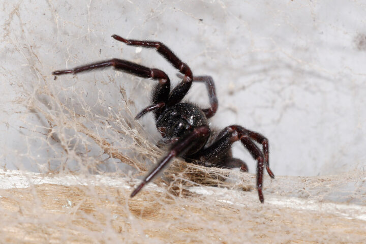 Домовой паук фото