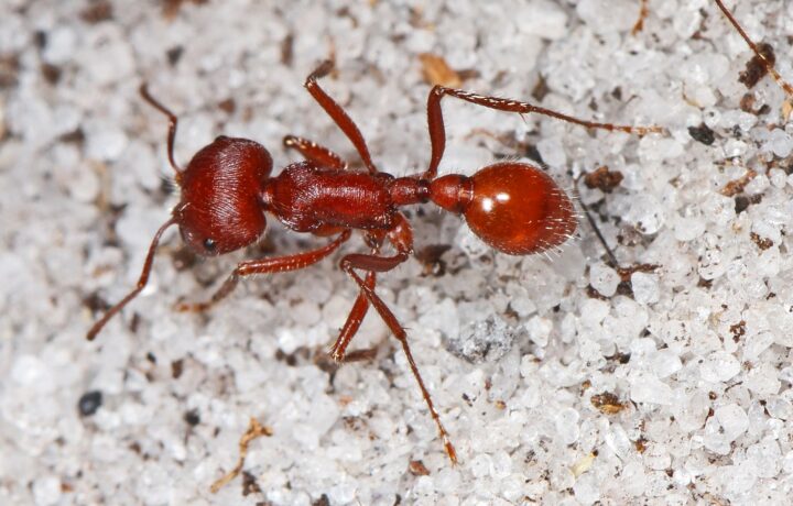 у каких муравьев есть жало. red harvester ant1. у каких муравьев есть жало фото. у каких муравьев есть жало-red harvester ant1. картинка у каких муравьев есть жало. картинка red harvester ant1